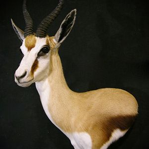 Springbok Shoulder Mount Taxidermy