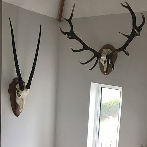 Gemsbok & Stag European Skull Mount Taxidermy