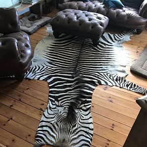 Hartmann's Mountain Zebra Rug Taxidermy