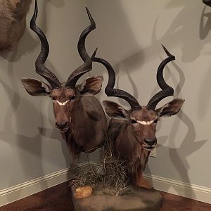 Double Kudu Shoulder Mount Pedestal Taxidermy