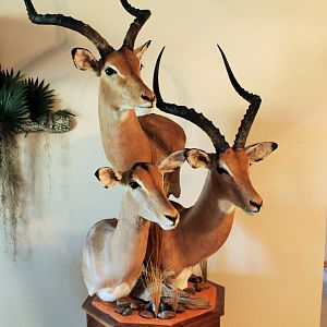 Impala Combo Pedestal Taxidermy