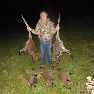 Hunting Wallabies in New Zealand