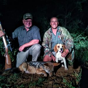 Jackal Hunt in South Africa