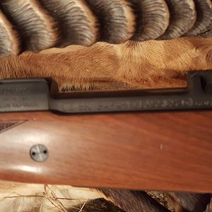 CZ 404 Jeffery Rifle