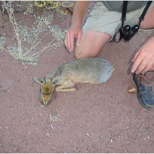 Hunt Damara Dik Dik Namibia