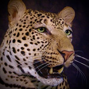 Leopard Mount Taxidermy