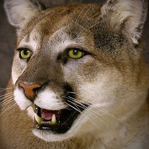 Cougar Mount Taxidermy