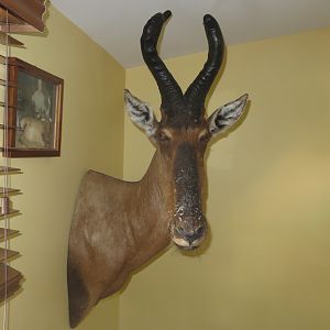 Red Hartebeest Shoulder Mount Taxidermy