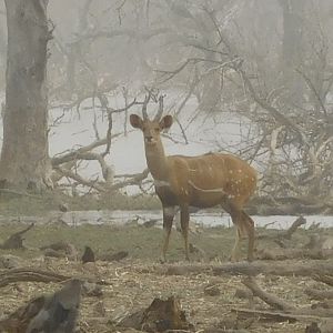 Harnessed Bushbuck Burkina Faso