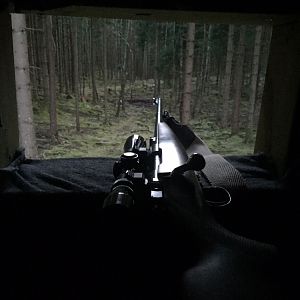 Boar Hunting in Sweden