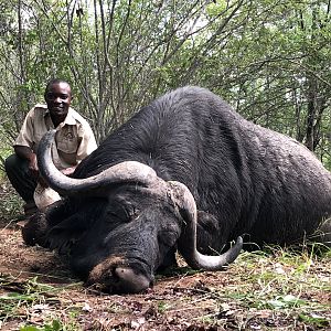 Cape Buffalo Hunting in Zimbabwe