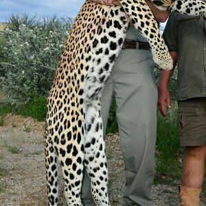 Hunting Leopard in Namibia