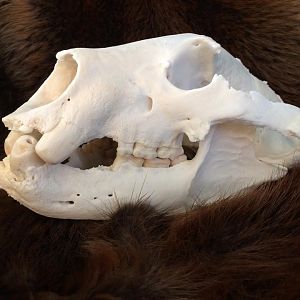 Bear Skull Taxidermy