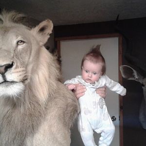 Lion Shoulder Mount Taxidermy