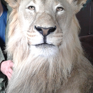 Lion Shoulder Mount Taxidermy