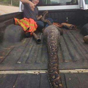 Southern African Python Okahandja Namibia