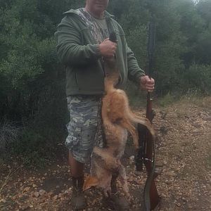 Jackal Hunt in South Africa