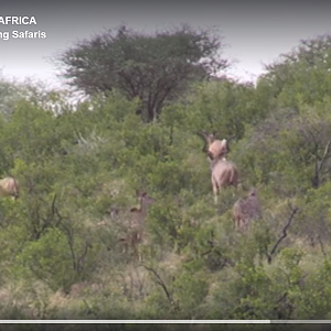 Free-ranging Kudu bull of a lifetime