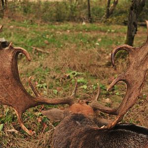 Hunt Fallow Deer France