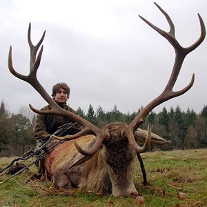 Red Stag Hunt in France