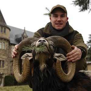 Mouflon Hunt in France