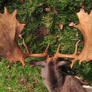 Fallow Deer Hunting in France