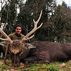 Sika Deer Hunt in France