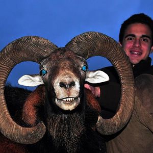 France Hunt Mouflon