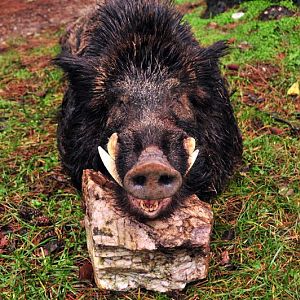 France Hunting Wild Boar