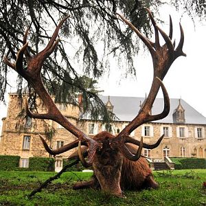 Red Stag Hunting in France