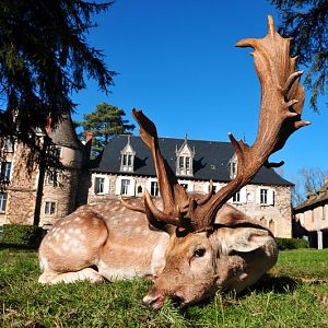 Fallow Deer Hunt in France