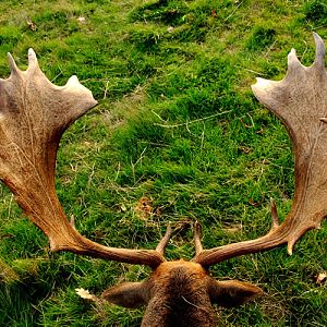 Hunt Fallow Deer France