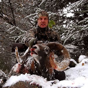 France Hunting Mouflon