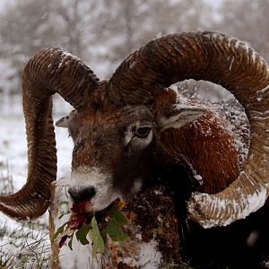 Hunting Mouflon France