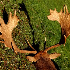 Fallow Deer Hunting in France