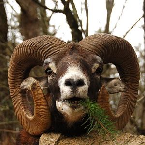 Hunt Mouflon France