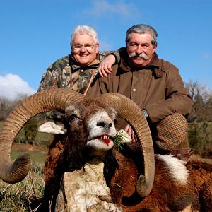 Mouflon Hunting in France