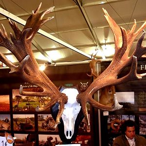 Red Stag European Skull Mount