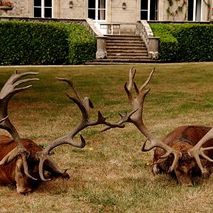 Red Sag Hunt in France