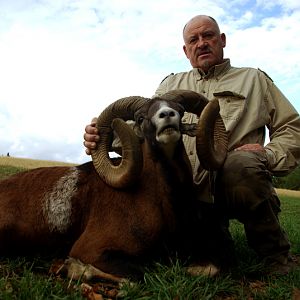 Hunting Mouflon France