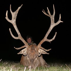 Red Stag Hunt in France