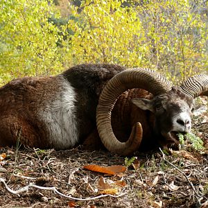 Hunting Mouflon France