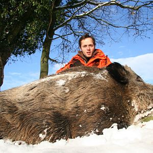 Wild Boar Hunting in France