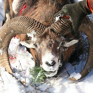 Hunt Mouflon France