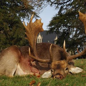 Fallow Deer Hunt in France