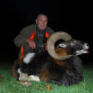 Hunting Mouflon France