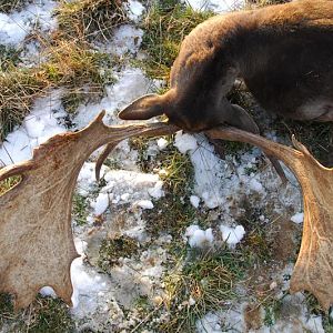 Hunting Fallow Deer France