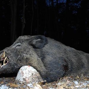 Hunt Wild Boar France