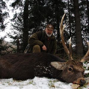 Sika Deer Hunt in France