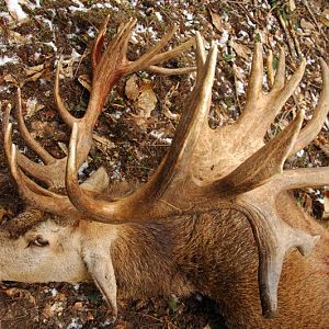 France Hunt Red Stag